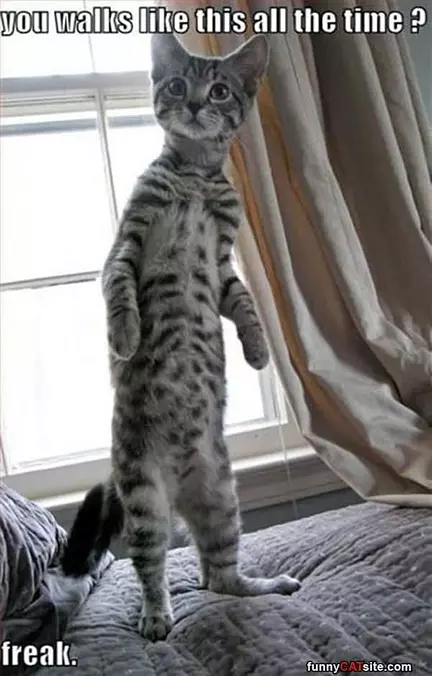 Walk Like This
