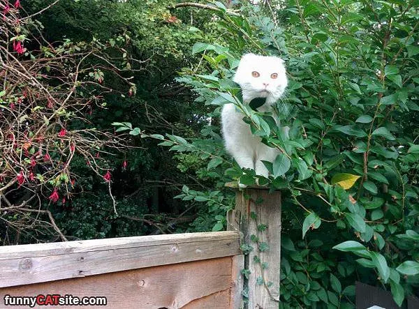 I Am On A Post