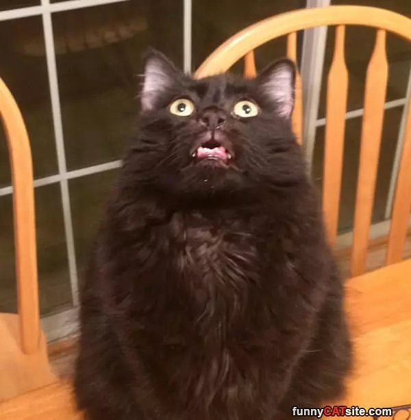 Yes I Want A Snack