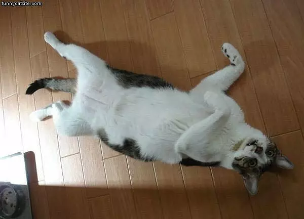 Weird Cat Face
