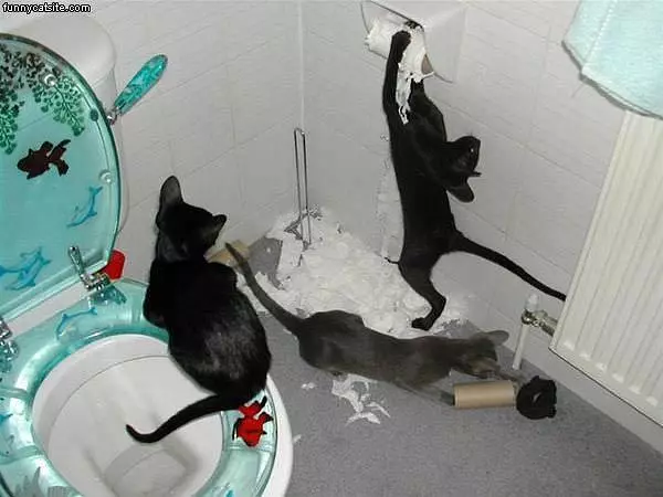 Toilet Paper Attack