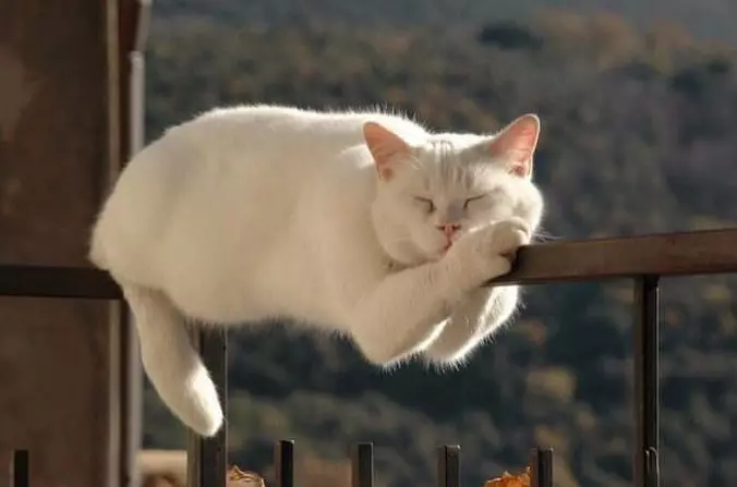 Sitting On The Rail