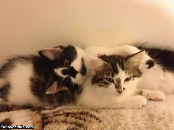 Relaxed Cats