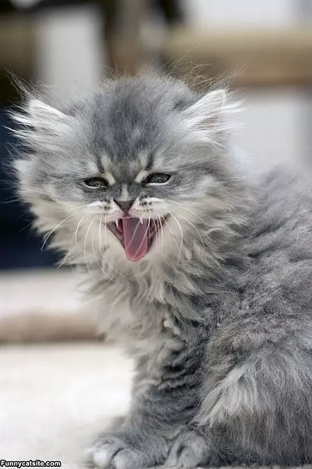 Do Not Want