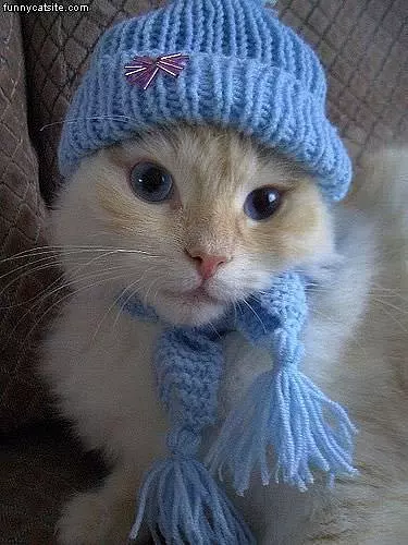 Nice Hat Cat