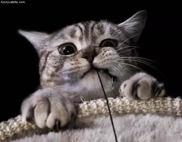 Wrarrr Cat