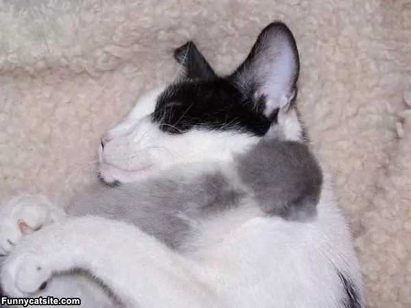 Napping With Friends