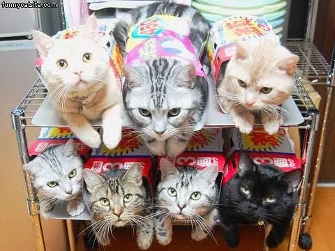 Boxes Of Cats