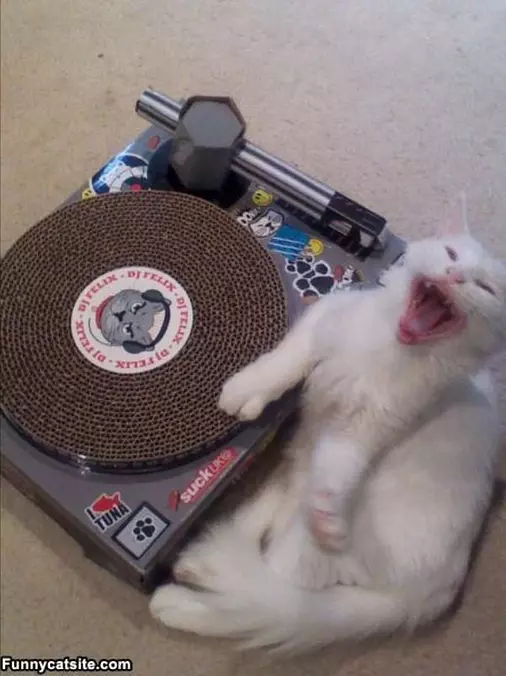 A Cat Dj Table