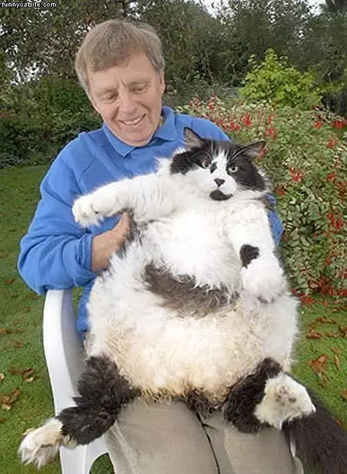 Monster Cat