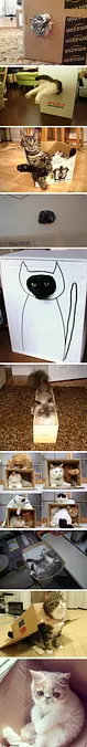 Different Box Cats