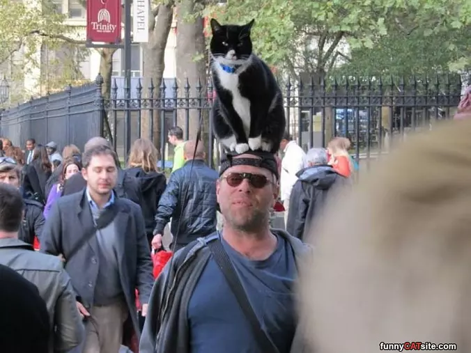 I Am A Hat Cat