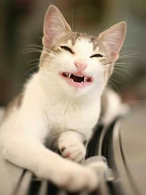 Big Cat Smile