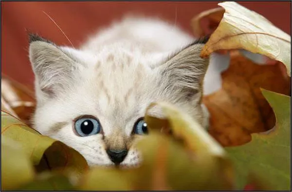 Cant See Me