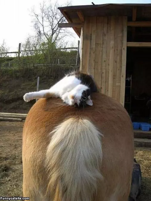 Horse Back Riding