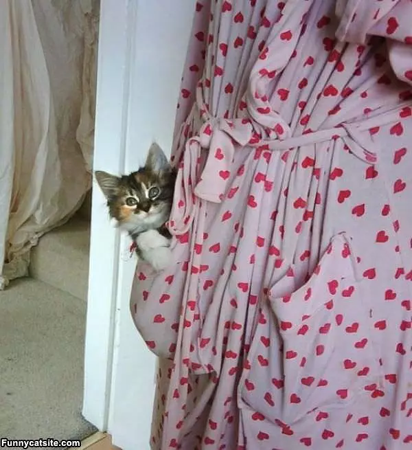 I Has A Robe