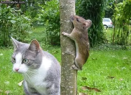 Hiding Mouse