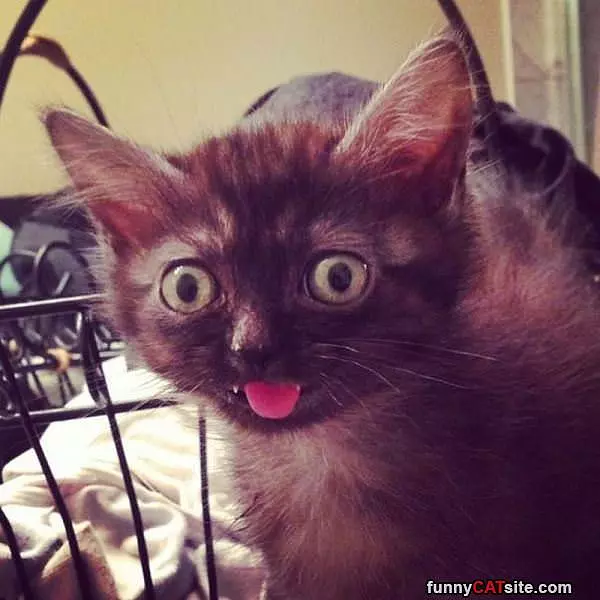 Smelling Some Good Tuna