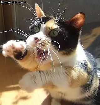 Cat Wants More