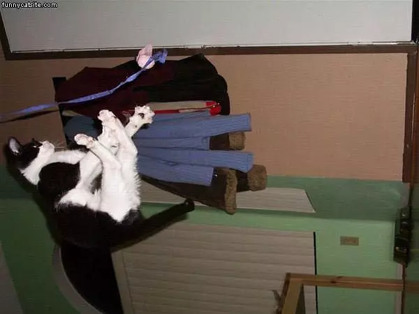 Upside Down Cat