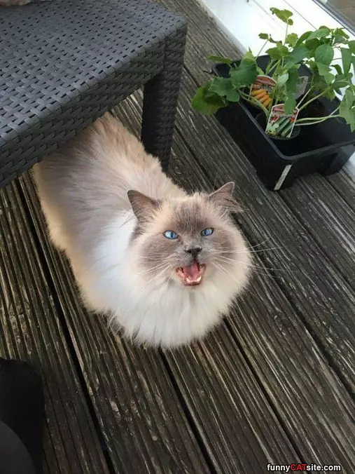 Can I Has A Snack