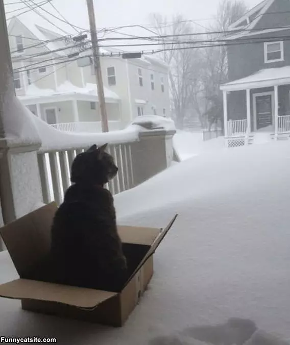I Like The Box Better
