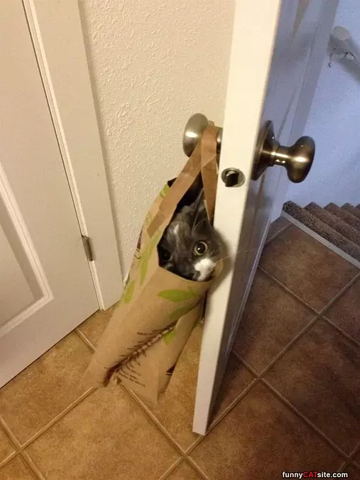 In A Bag