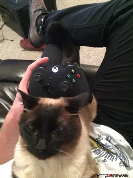 No More Xbox