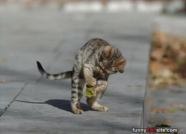 I Got This Thing