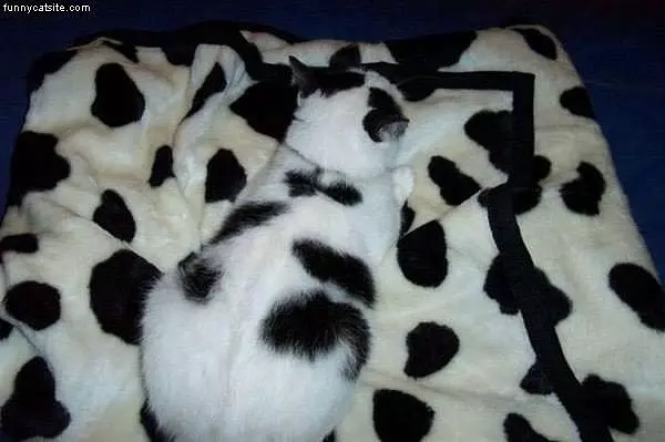 Cant Find Me