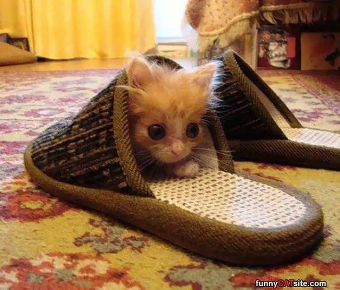 Slipper Kitty