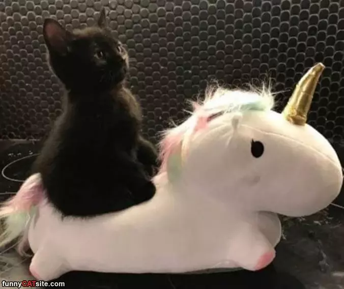We Ride At Dawn