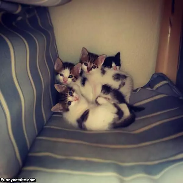 All These Kittens
