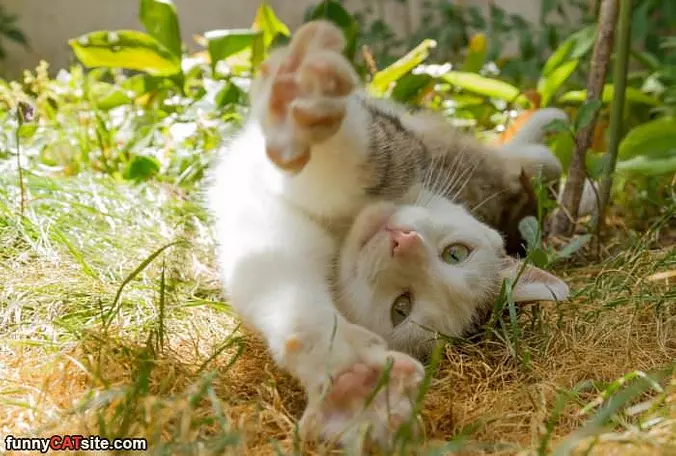 Full Stretch