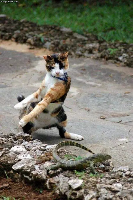 Les Dance