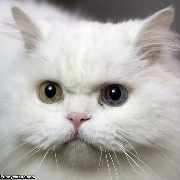 Two Colored Eyes