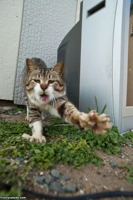 Rawrrrr