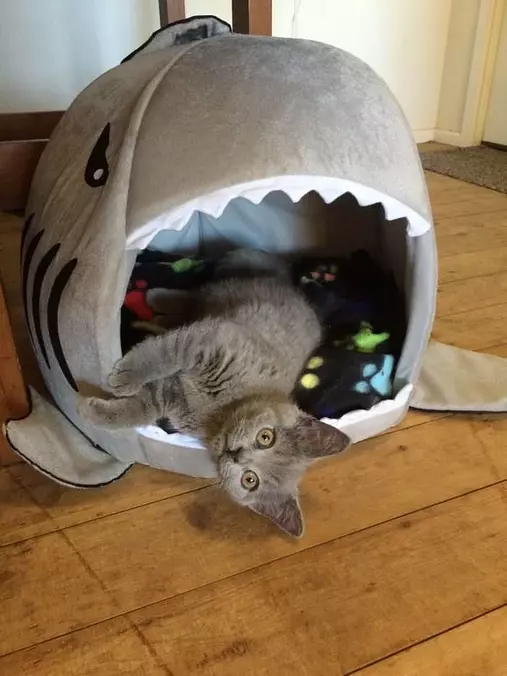 My Cat Space