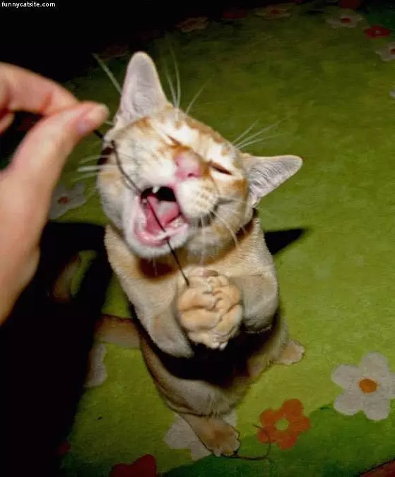 Cat Bite