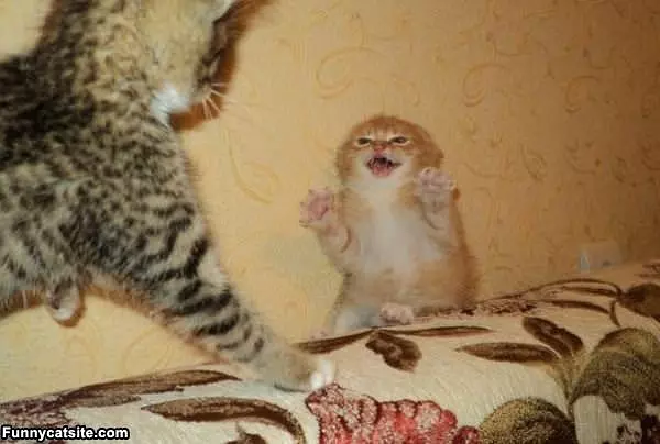 Kitty Is Not So Happy
