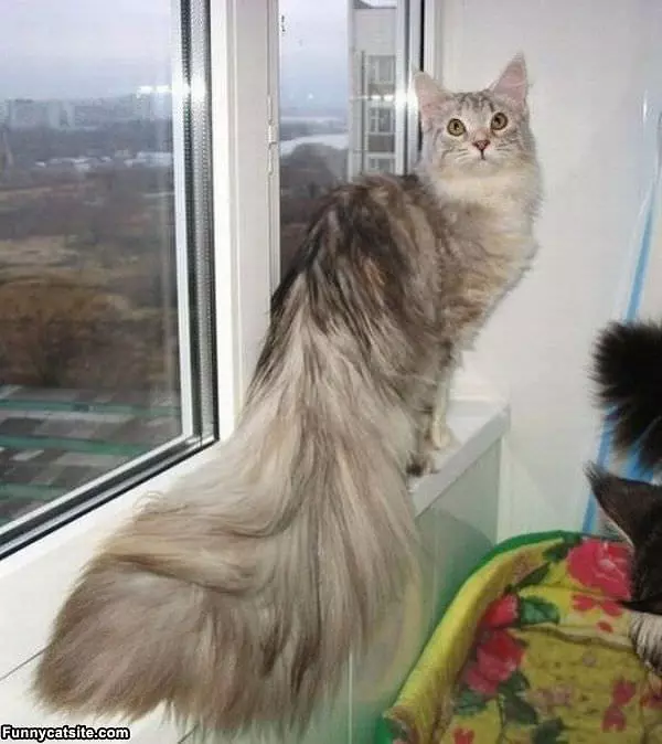 Huge Tail