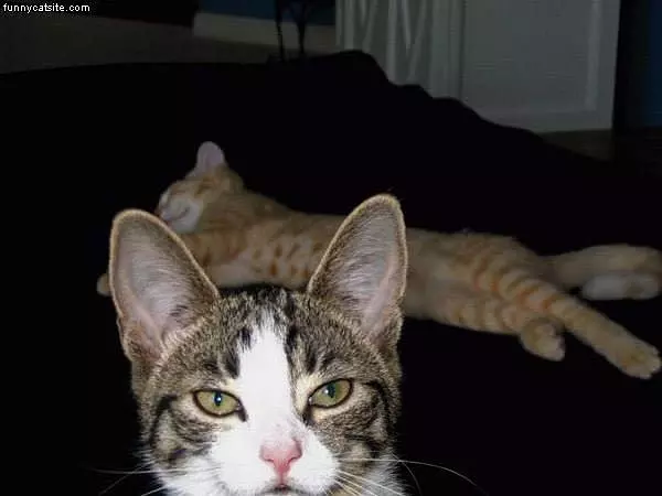 Cat Blocks Picture