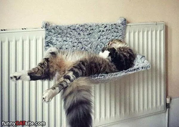 Best Bed Of All Time