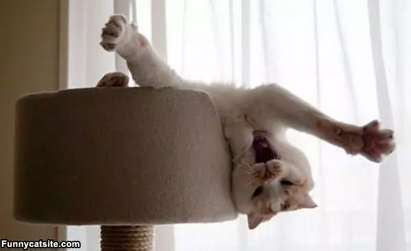 I Has A Stretchy Yawn
