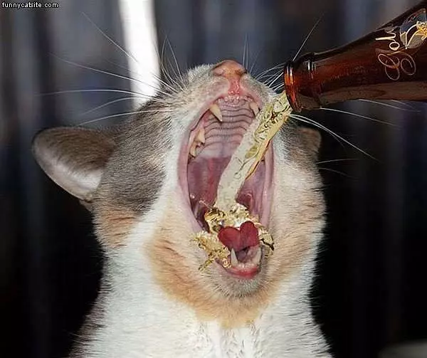 Cat Wants More