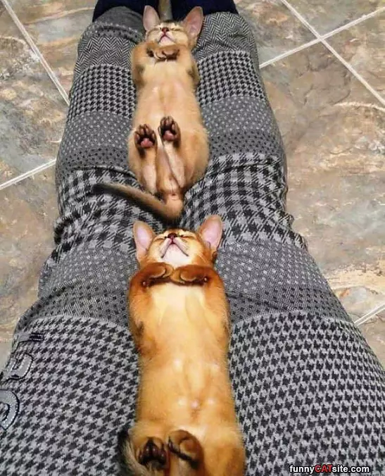Couple Of Cats