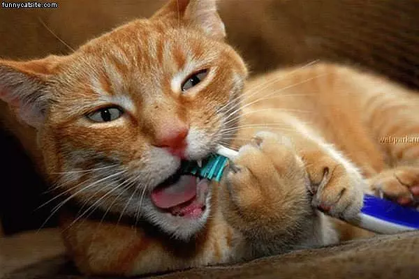 Brush Those Teeth