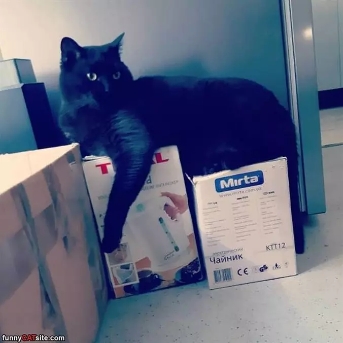 Climb The Boxes