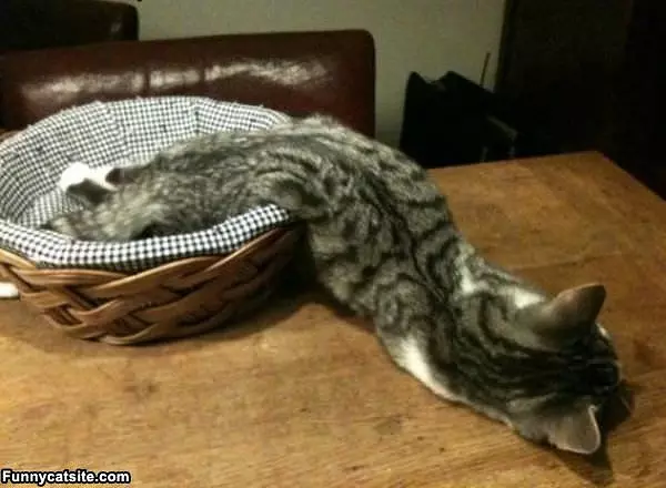 Sleep How I Want