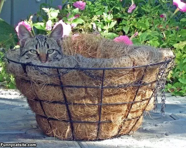 Popping My Head Out